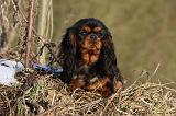 CAVALIER KING CHARLES 411